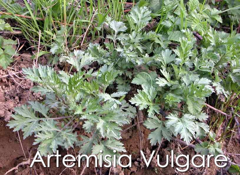 Cura Della Pianta Artemisia Absinthium O Assenzio - Il Giardino Commestible - Foto 13